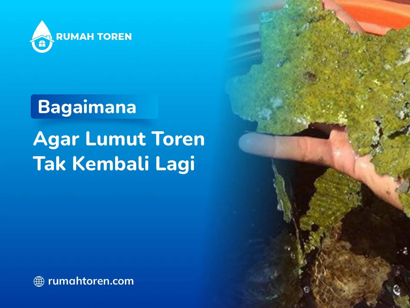 Bagaimana Agar Lumut Toren Tak Kembali Lagi?